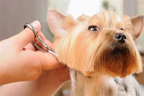 Dog Grooming Services for Healthy Pups - Mytitbits