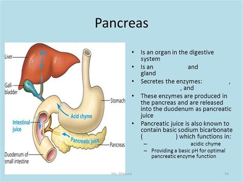 Image result for pancreas digestive functions | Digestive function, Pancreas, Digestion