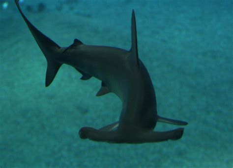 HHead - IMG_6651 | Hammerhead shark, Osaka Aquarium See wher… | Flickr