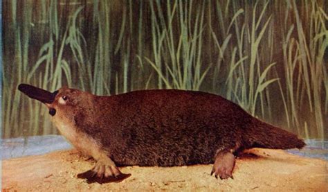 Duck-billed Platypus - Facts, Eggs & Habitat Information