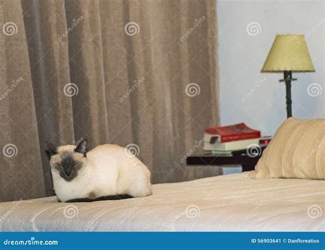 Siamese Cat Sleeping at Bed Stock Image - Image of sleeping, animal: 56903641