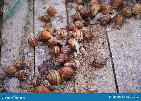 Helix Aspersa Muller, Maxima Snail, Organic Farming, Snail Farming, Edible Snails on Wooden ...