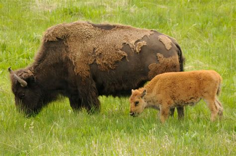 5 Reasons to Visit Yellowstone This Spring