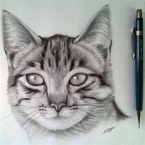 Cat Drawing by LethalChris on DeviantArt