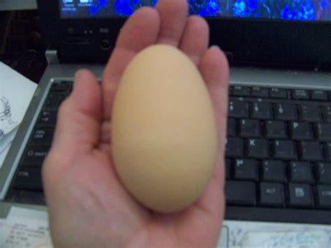 What chicken breed lays the biggest egg? | Chicken breeds, Egg laying ...