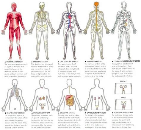 an image of the human body and its major organs in spanish language with caption