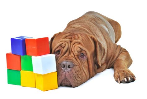 239 Minecraft Dog Names That Will Put A Smile On Steve - The Goody Pet