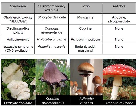 emDOCs.net – Emergency Medicine EducationTox Cards: Mushrooms - emDOCs.net - Emergency Medicine ...