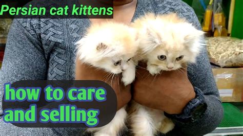 persian cat care and selling - YouTube