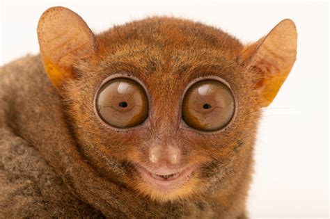 Top 150 + Which animal has the largest eyes - Inoticia.net