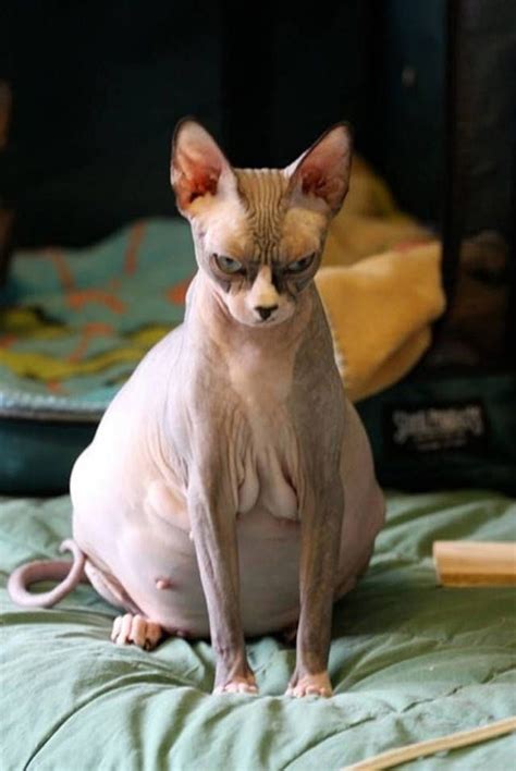 16 Enormously Pregnant Animals That Are Enormously Cute | Ugly animals, Pregnant cat, Cute animals