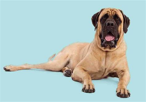 How Do You Groom English Mastiff