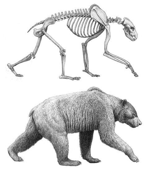 40 Anatomy - animal - Ursidae ideas | anatomy, animals, bear