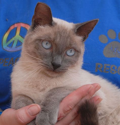 Declawed Siamese Cats For Adoption