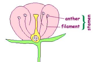 Plant Parts - Mrs. Munn's Science