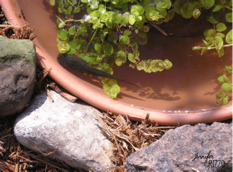 How to Set Up a Backyard Tadpole Habitat for Summer... - Jennifer Rizzo