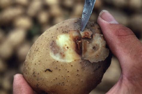 Blight-resistant GMO potatoes show promise in field trials - Genetic ...