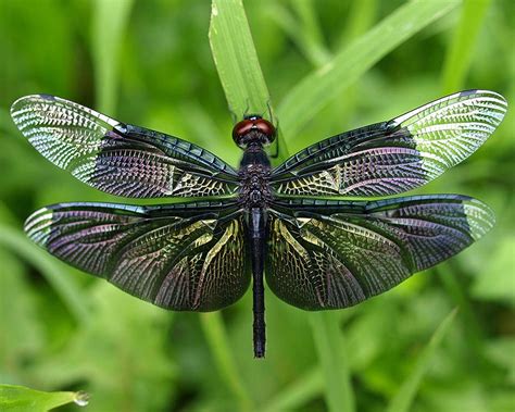 Dragonfly | The Biggest Animals Kingdom