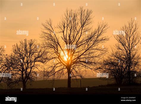 Sunset over silhouette of tree, fall season Stock Photo - Alamy