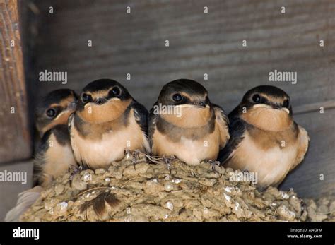 Barn Swallow Babies Hirudo rustica in their Nest under Eve of Building ...