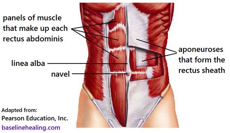 rectus abdominis anatomy muscle attachments in detail