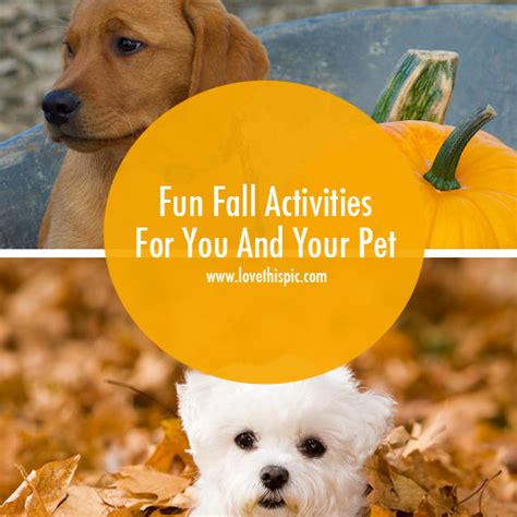 a white dog sitting in leaves with the words fun fall activities for ...