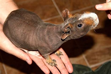 Pin on Guinea Pigs!