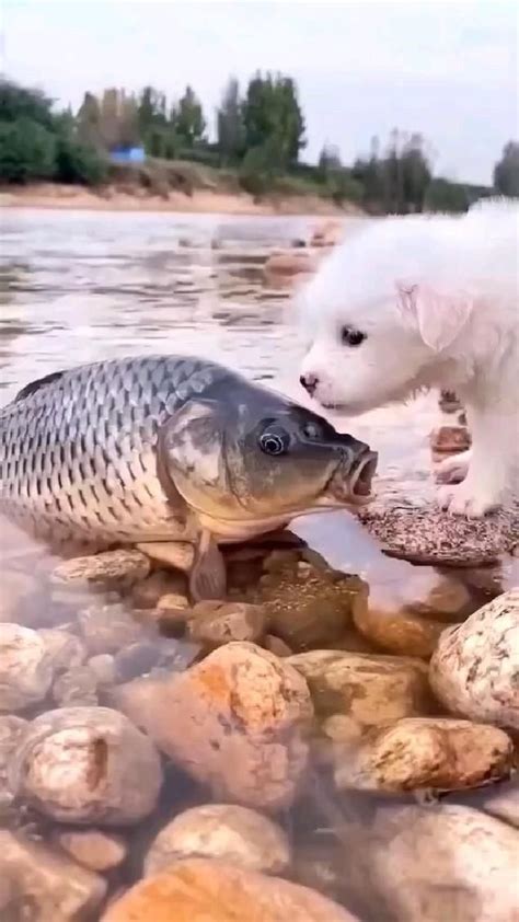 Friends Forever 🥰 Fish and Cat | Cose divertenti sugli animali, Foto ...