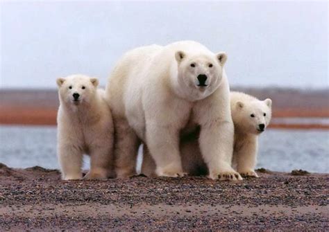 ¿El oso polar está en peligro de extinción? - Datos de 2024 y vídeo