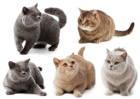 British Shorthair Breed Profile - Cat-World (2022)