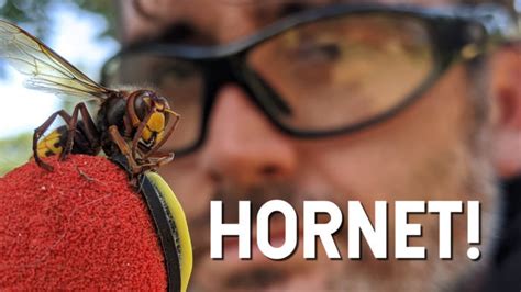 How Bad is the European Hornet Sting? - Untamed Science