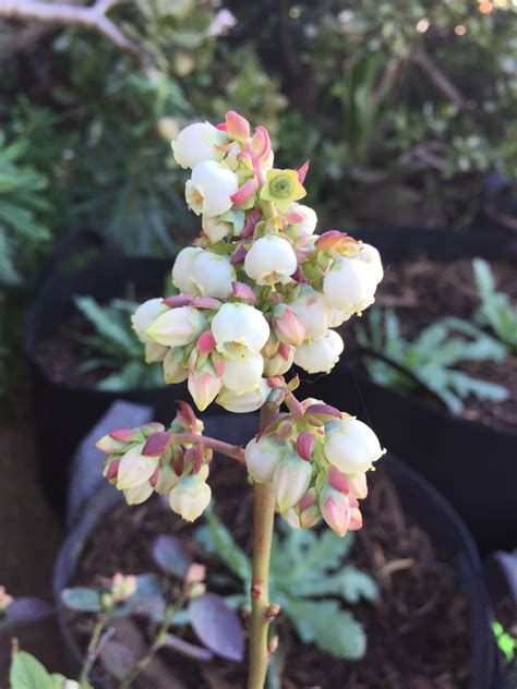 My first blueberry bush is flowering : gardening