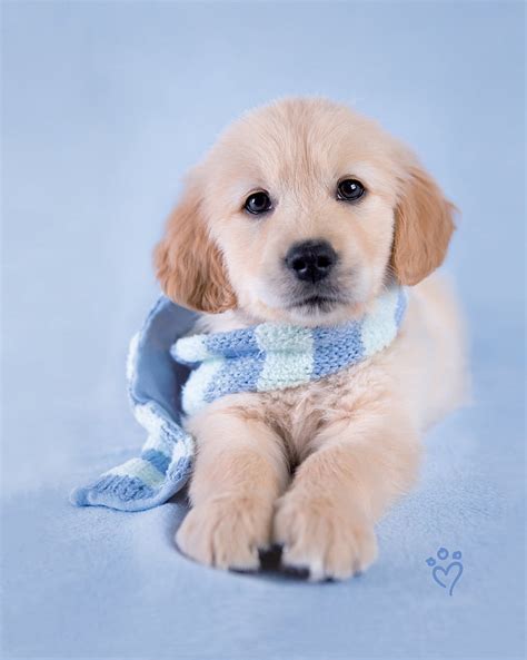 HD wallpaper: golden retriever puppy, dog, canine, pets, one animal, mammal | Wallpaper Flare