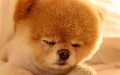 🔥 Free download Animals dogs pets pomeranian boo wallpaper [1680x1050] for your Desktop, Mobile ...