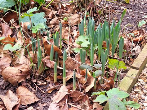 Daffodils on Christmas Day 2023 © Jonathan Billinger :: Geograph Britain and Ireland