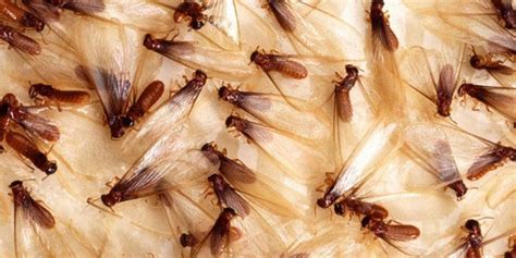 5 things you should know about flying termites - Rentokil ID