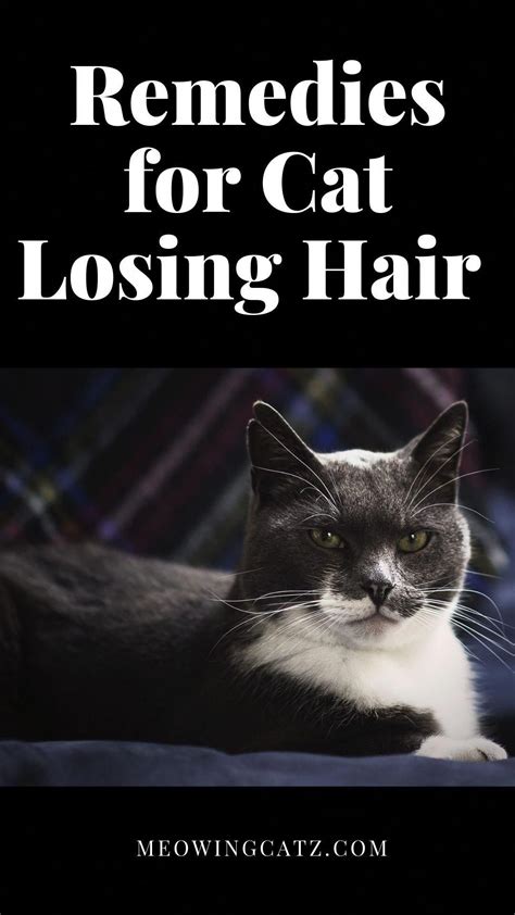 Remedies for Cat Losing Hair in 2020 | Cat hair loss, Lost hair, Hair loss treatment