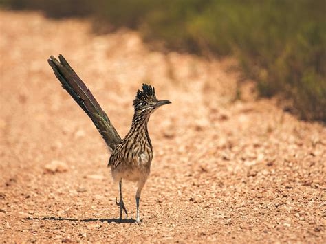 How Fast Is A Roadrunner? | Birdfact