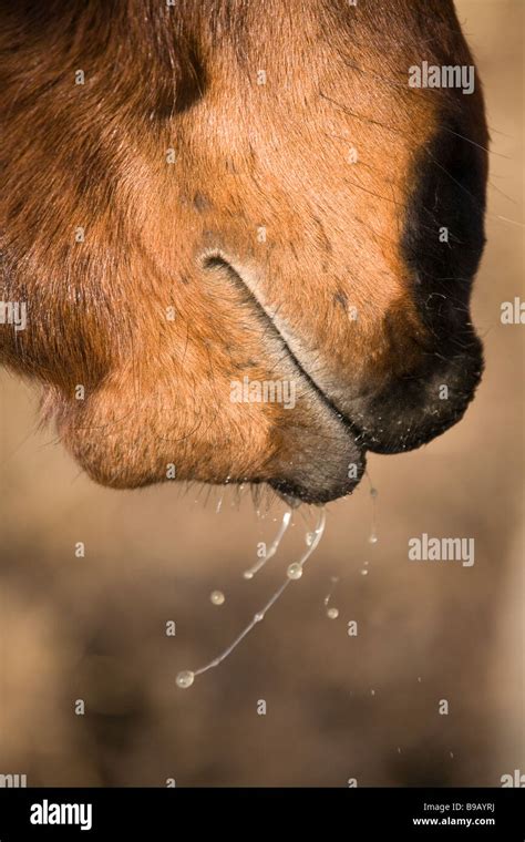 Horse mouth saliva hi-res stock photography and images - Alamy