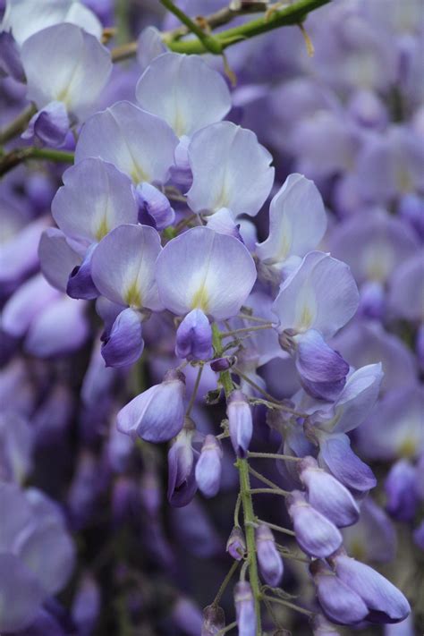Pluie Bleue Glycine Fleur - Photo gratuite sur Pixabay