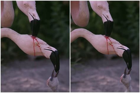 Truth Behind Viral Video of Flamingos Feeding 'Blood' to Offspring is Blowing Minds Online