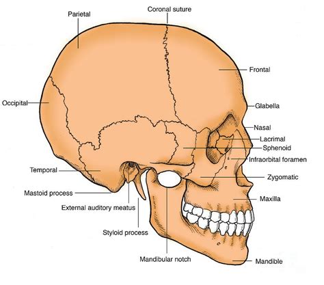 Illustration Of Human Skull #6 Photograph by Science Source - Fine Art America