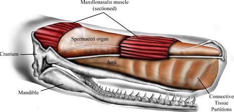 Architecture of the sperm whale forehead facilitates ramming combat [PeerJ]