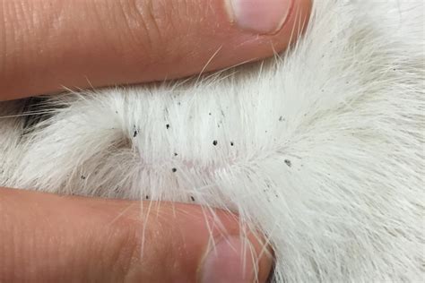 Flea Bites On Cats