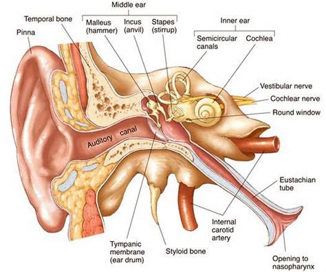 Pictures Of Auditory Tube