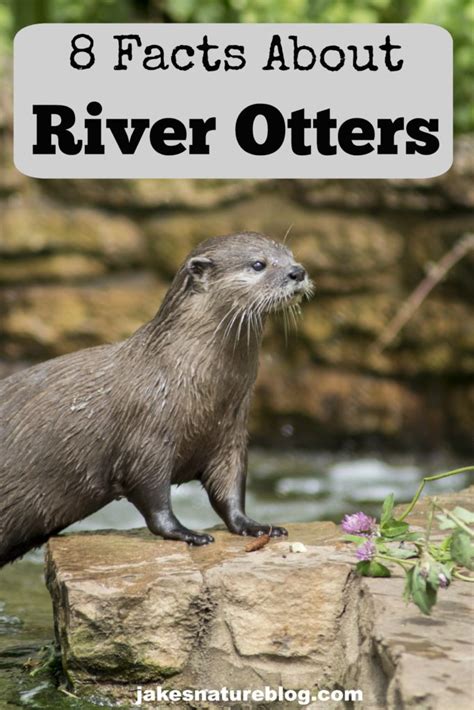 8 River Otter Facts - Playful Mammals! - Jake's Nature Blog