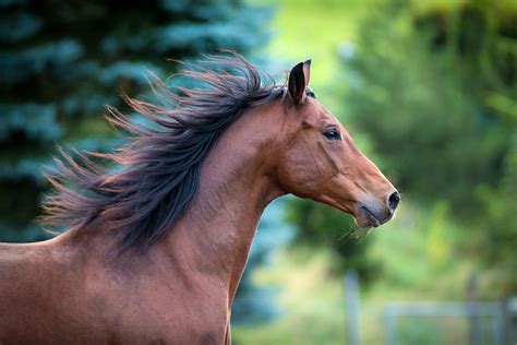 Advanced Imaging of the Equine Head - EquiManagement