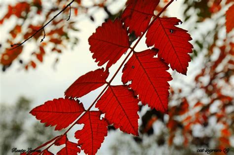 Rusty Leaves | Shutterbug