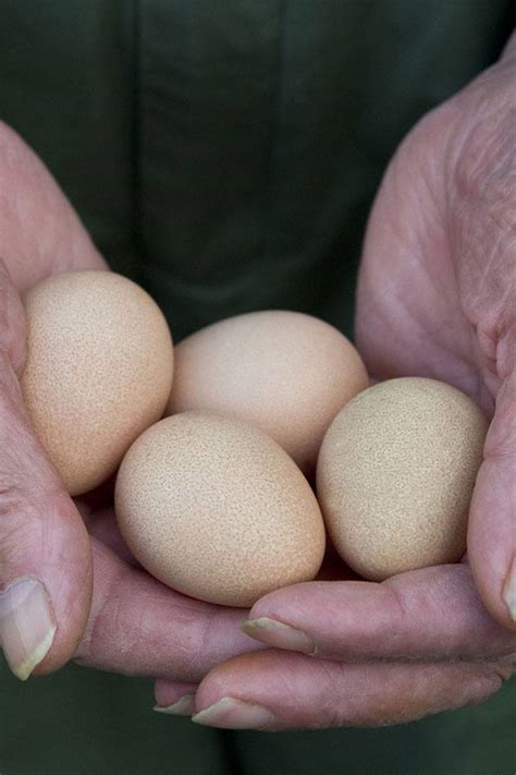 Guinea Fowl Eggs - What You Need to Know - Lady Lee's Home