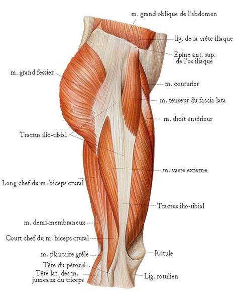 7 best MUSCLES DE LA CUISSE by SERENI images on Pinterest | Inner thigh muscle, Muscle anatomy ...